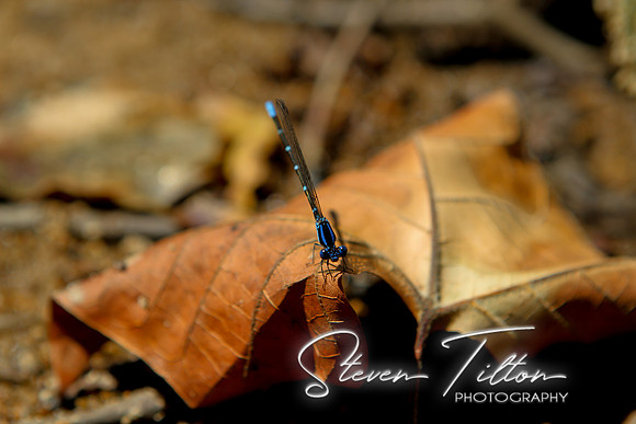 Dragonfly on a leaf