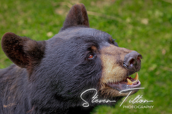 Black Bear