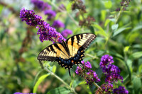 Eastern Tiger Swallowtail