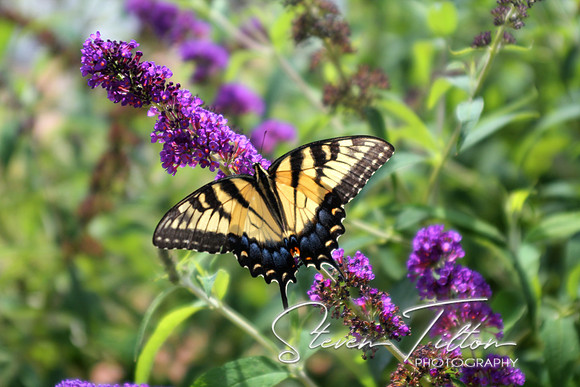 Eastern Tiger Swallowtail