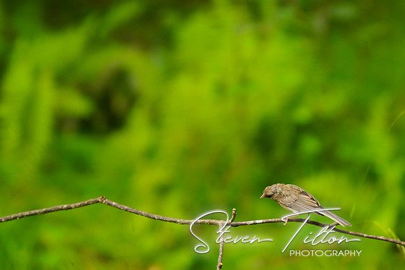 Sparrow on Branch