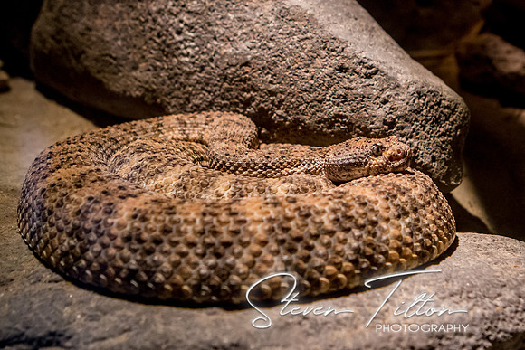 Asheboro Zoo