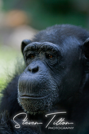 Asheboro Zoo