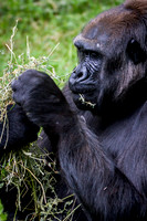 Asheboro Zoo