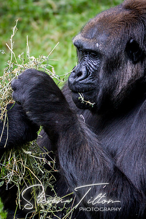 Asheboro Zoo