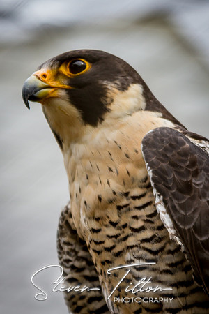 Asheboro Zoo