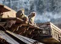 Monkeys watching from above