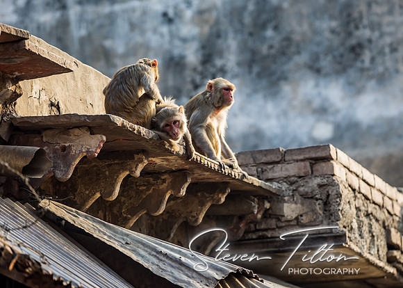 Monkeys watching from above