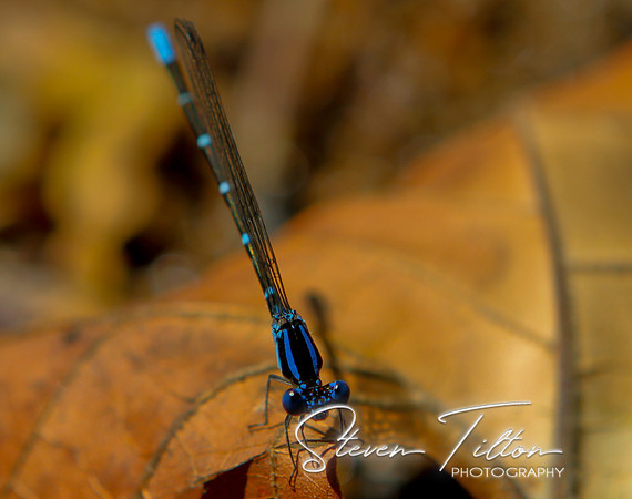 Dragonfly