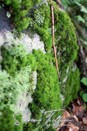 Moss Covering