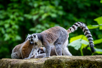 Asheboro Zoo