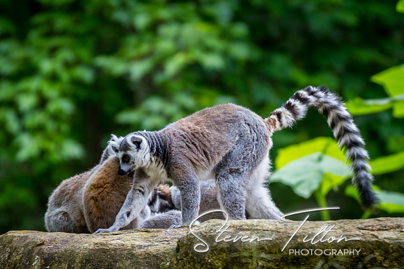 Asheboro Zoo