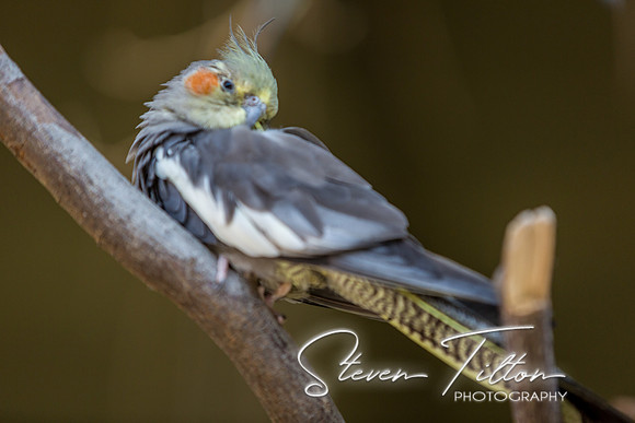 Indianapolis Zoo
