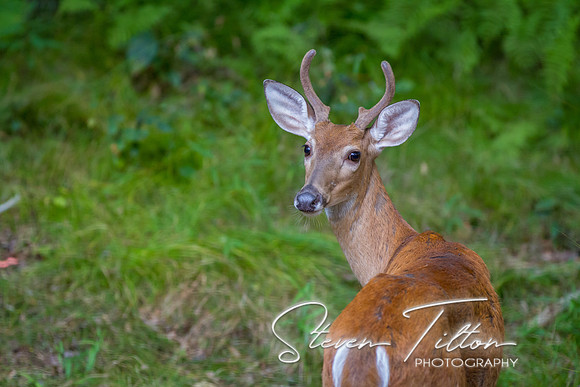 Banner Elk