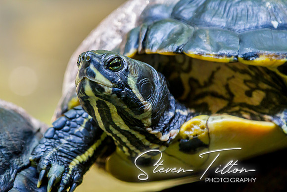 Asheboro Zoo