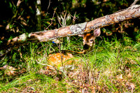Banner Elk, NC Visit