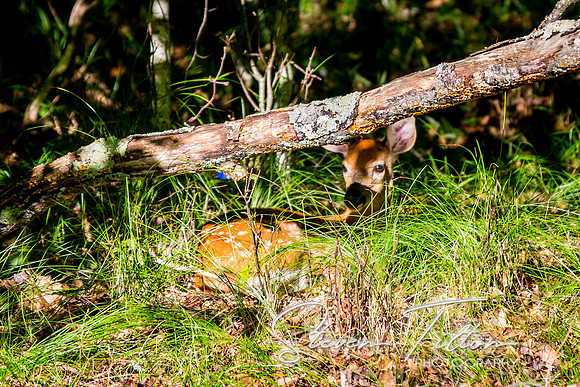 Banner Elk, NC Visit