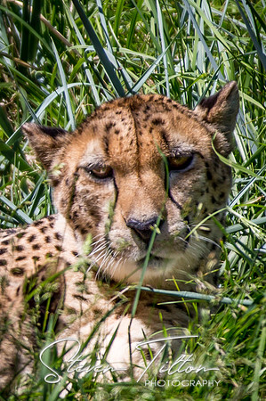 Indianapolis Zoo