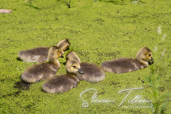 Goslings