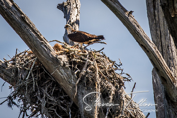 Wilmington River Cruise