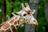 Asheboro Zoo