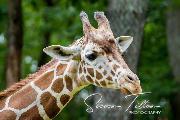 Asheboro Zoo