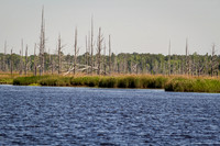 Wilmington River Cruise