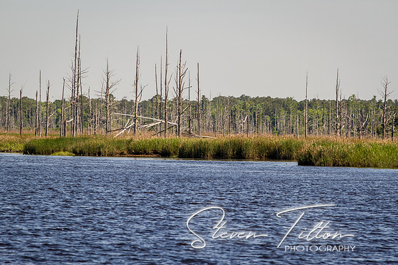 Wilmington River Cruise