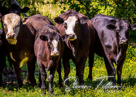 Summer Selections