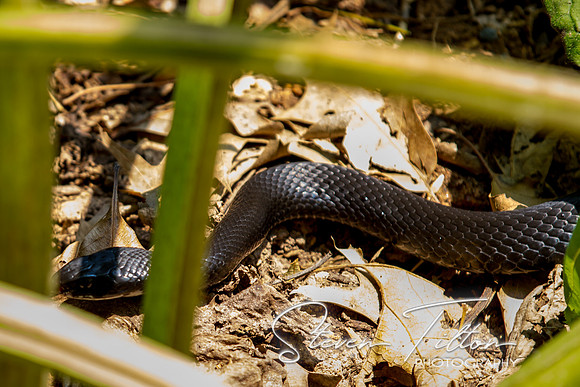 Asheboro Zoo
