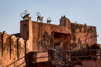 Grey Langur monkey at Jaigarh Fort