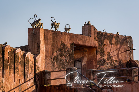Grey Langur monkey at Jaigarh Fort