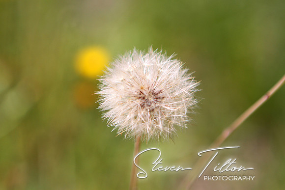 Dandelion