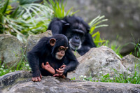 Asheboro Zoo