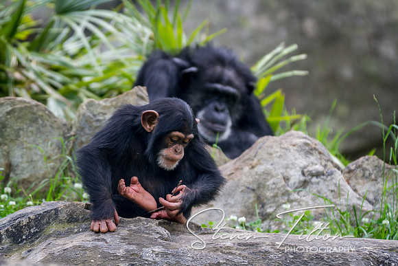 Asheboro Zoo