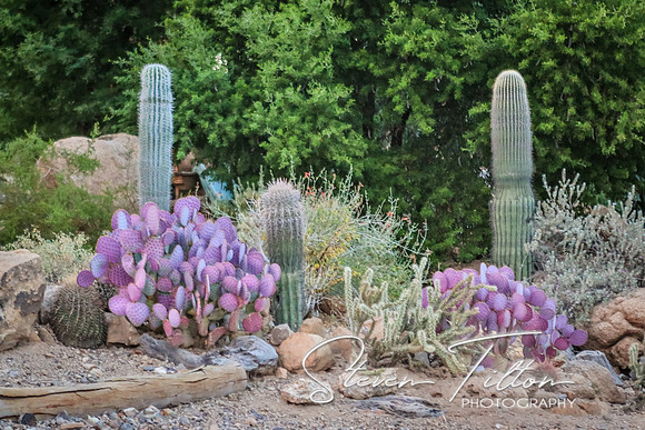 Paradise City, Arizona