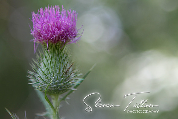 Thistle