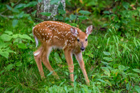 Banner Elk, NC