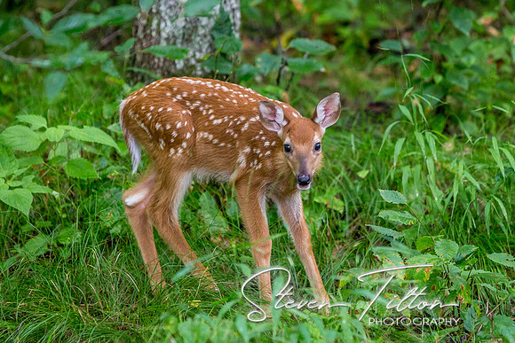 Banner Elk, NC