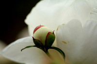 Wildflower bud