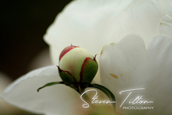 Wildflower bud