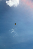 Dancing Butterflies