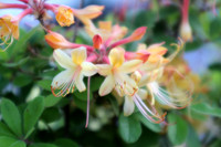 Cluster of Flame Azalea flowers