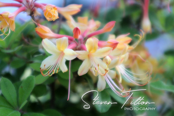 Cluster of Flame Azalea flowers
