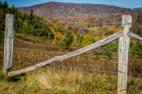 Mountain Foilage