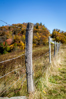 Mountain Foilage