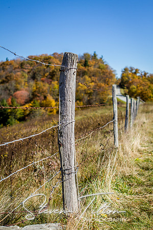 Mountain Foilage