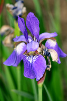 Purple Iris