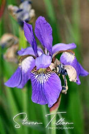 Purple Iris
