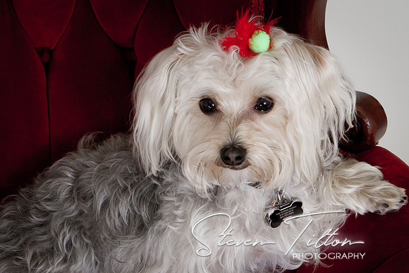 Christmas Portraits